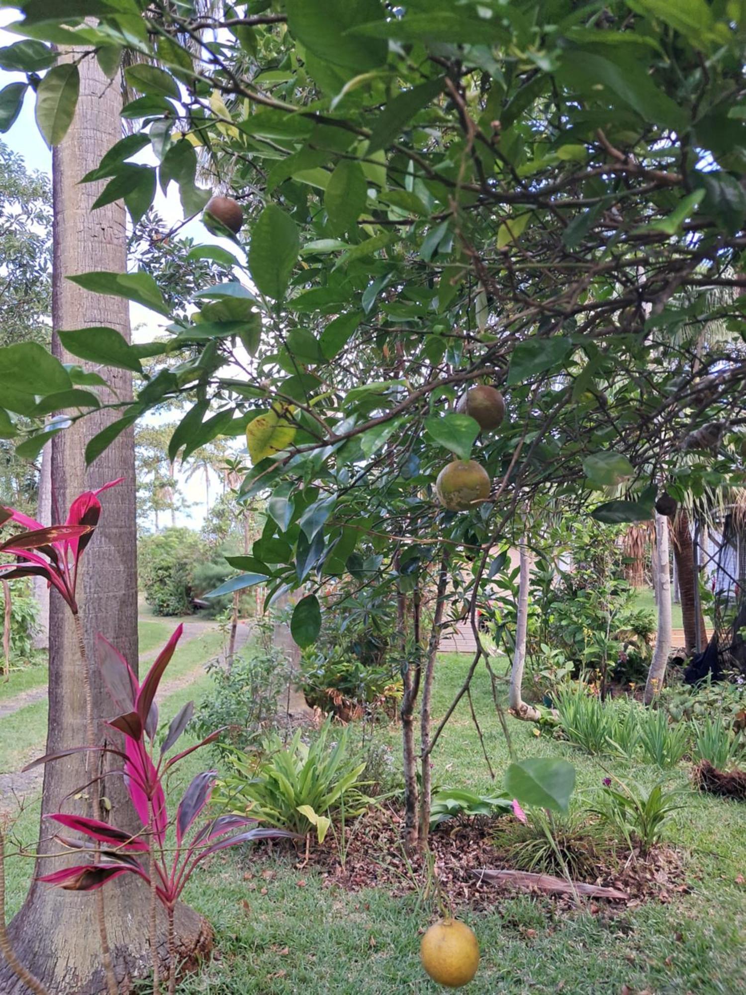 Le Four A Pain Bed and Breakfast Saint-Philippe Εξωτερικό φωτογραφία